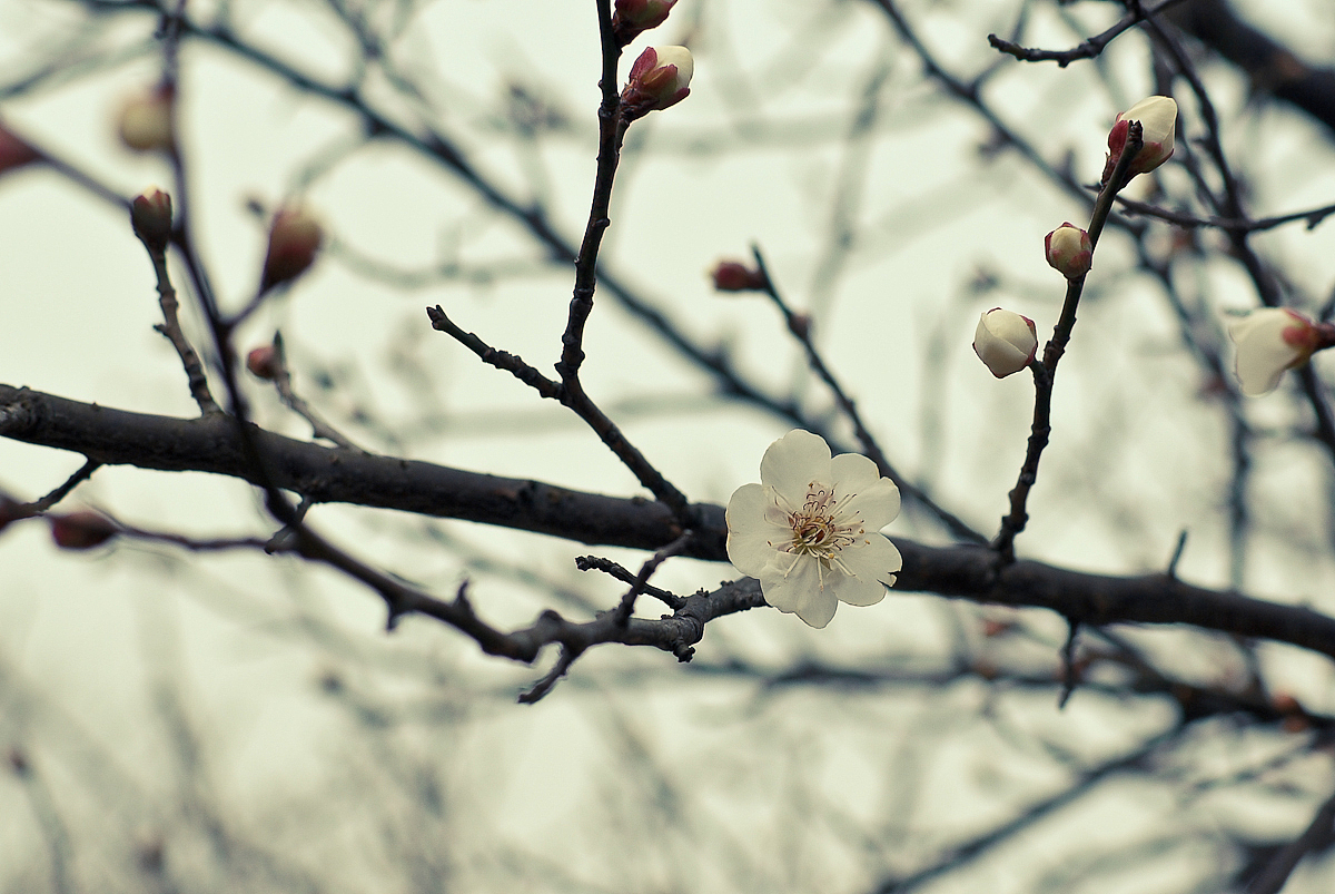 悄悄开放的那簇梅花