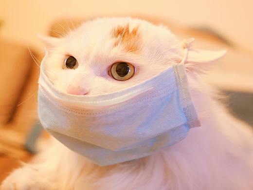 众志成城 我家猫咪严阵以待 祈福中国 武汉加油