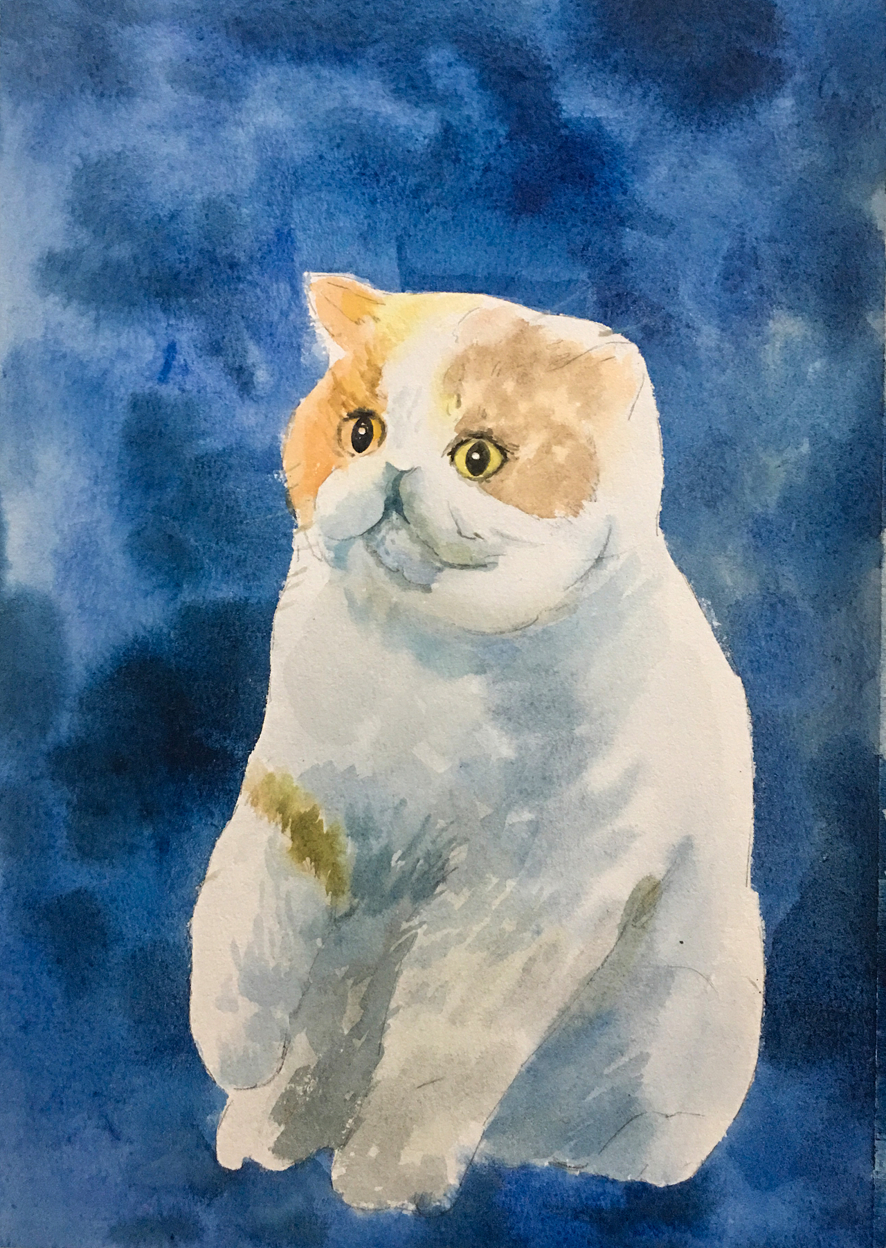 【水彩动物】水彩画旧作-2019年画的蓝猫儿（图ZMzMwMTI3MzA0） - 绘画 - 站酷设计师张花儿_原创素材 - 站酷ZCOOL