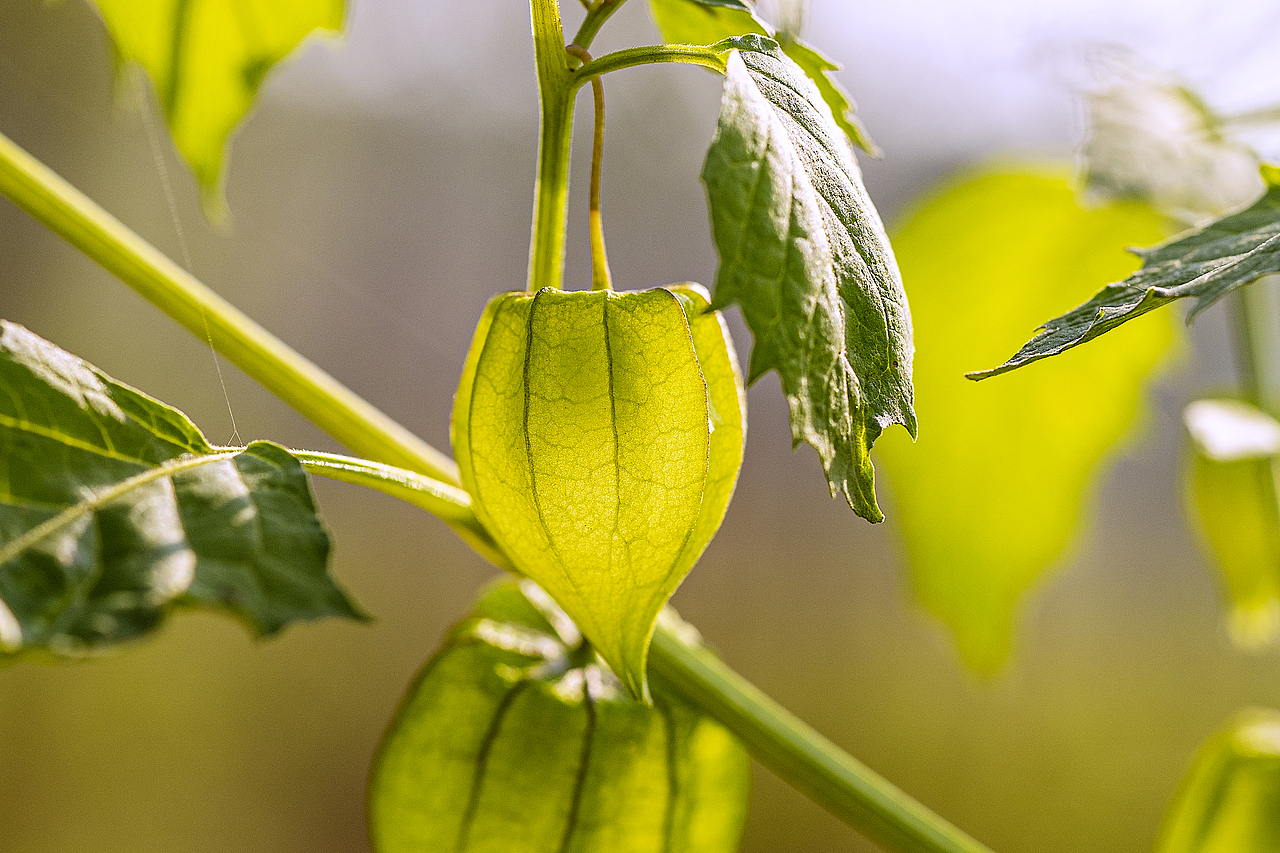 绿意盎然灯笼果（图ZMTg4ODk2ODMy） - 风光摄影 - 站酷设计师大侠彭娜娜原创素材 - 站酷ZCOOL