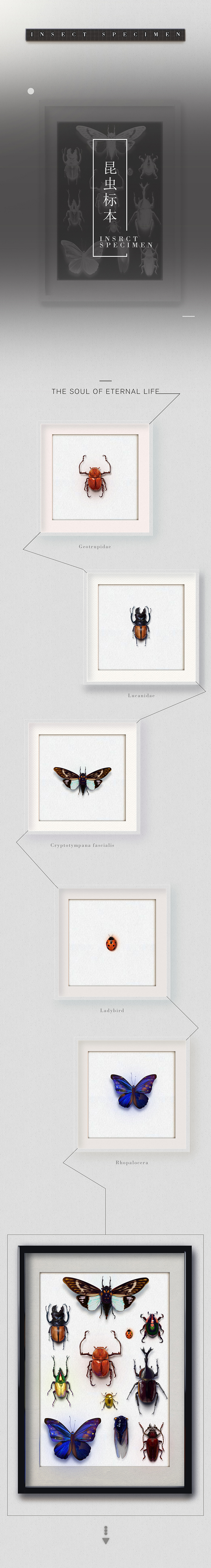 昆虫标本（图ZNjQwOTY2ODA=） - 交互/UE - 站酷设计师炒粉不加冰原创素材 - 站酷ZCOOL