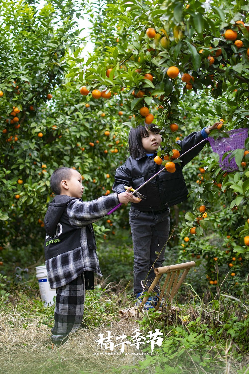 砂糖橘🍊🍊🍊🍊