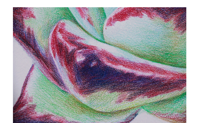 鸩山原创——多肉植物手绘合集上（图ZMTcwOTIyMzM2） - 商业插画 - 站酷设计师鸩山原创素材 - 站酷ZCOOL