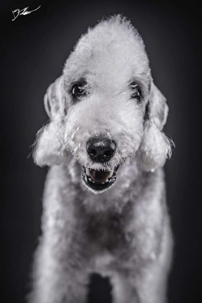 贝德灵顿的矿工用作小动物巡回狩猎犬和斗犬.