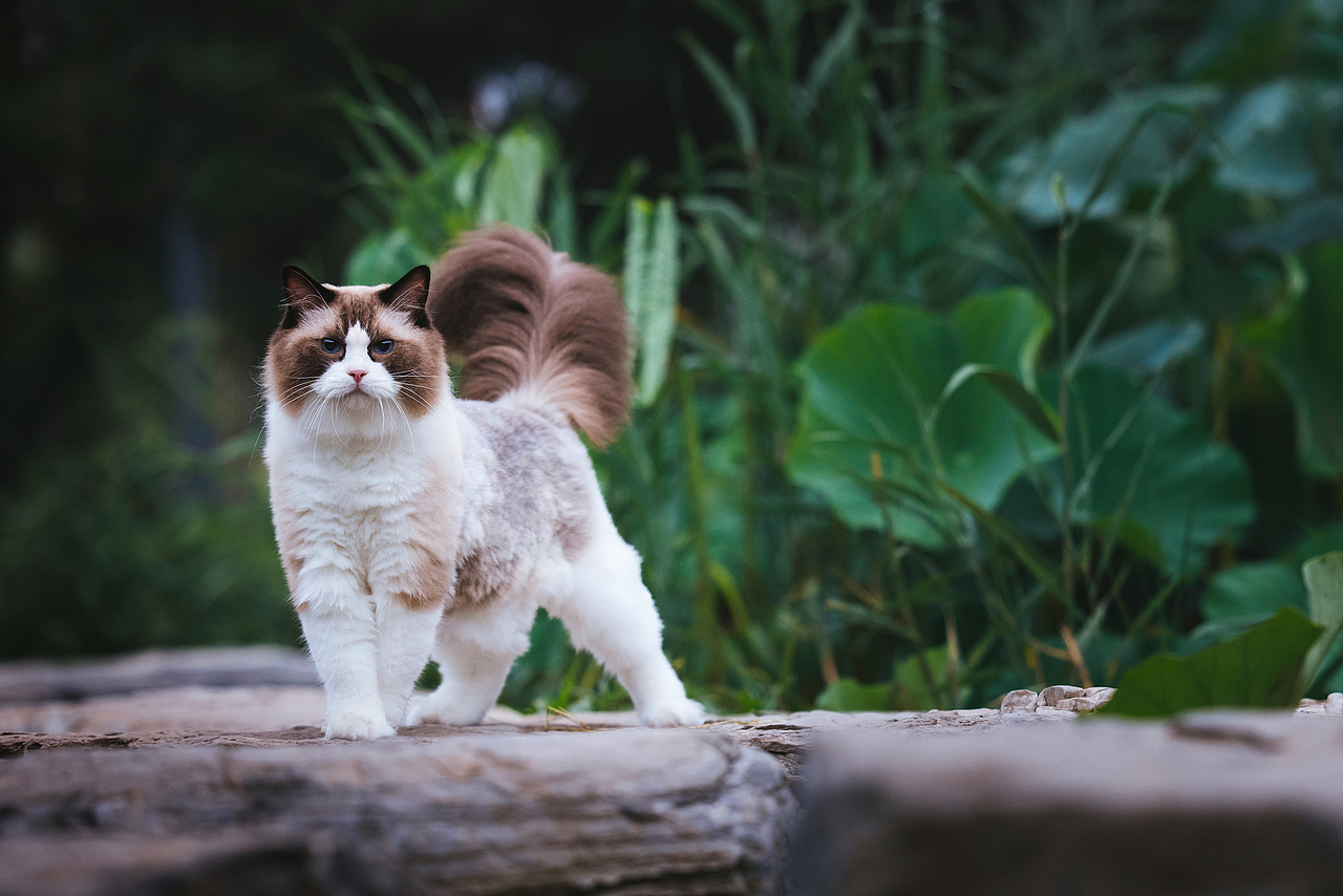 使用佳能EOS R5解锁更多猫咪姿势(图ZMjIyNDgxNDMy) - 宠物摄影 - 站酷设计师克查原创素材 - 站酷ZCOOL