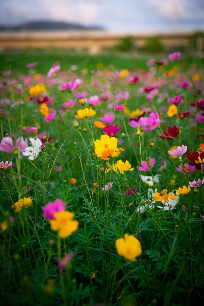 夏天（图ZMzM5NTExNTY4） - 风光摄影 - 站酷设计师Xyaihaoze原创素材 - 站酷ZCOOL