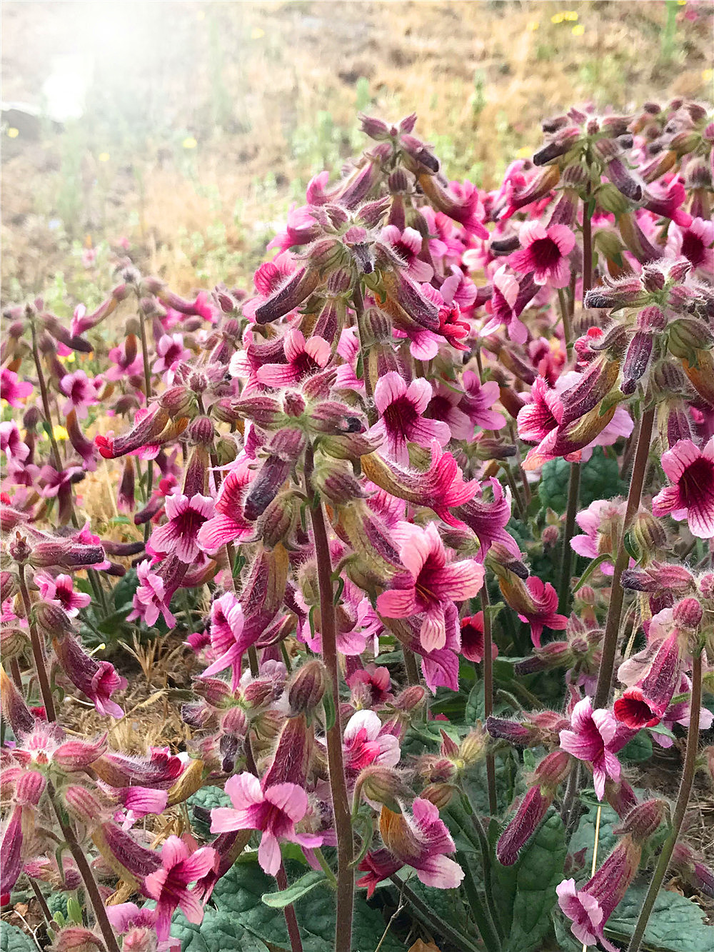 刘勇良手机纪实摄影:盛开的地黄花