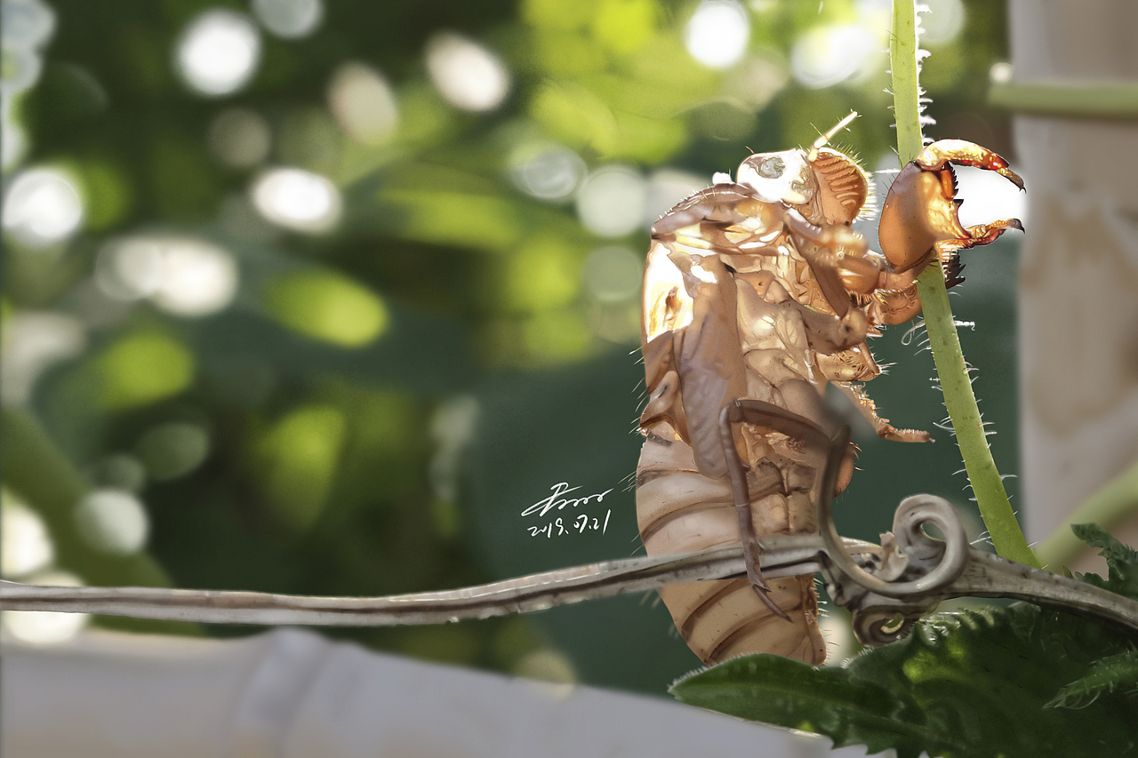 7月 | 写实昆虫练习（图ZMTY5NDMzOTIw） - 创作习作 - 站酷设计师君小阳原创素材 - 站酷ZCOOL