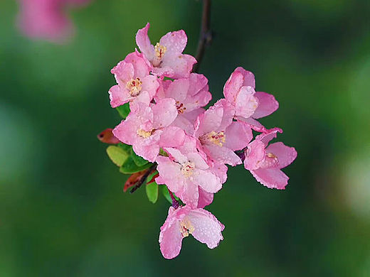 七分春色明珰，正浮动暗香。