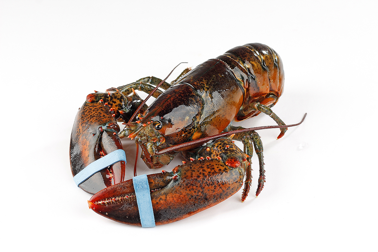 波士顿龙虾丨生鲜海产品客户约拍丨飞鸟电商