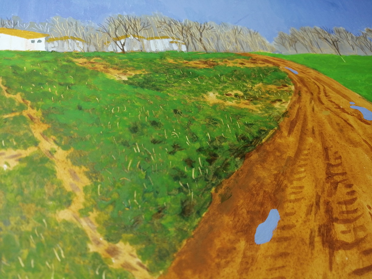 冬日的菜地和麦苗