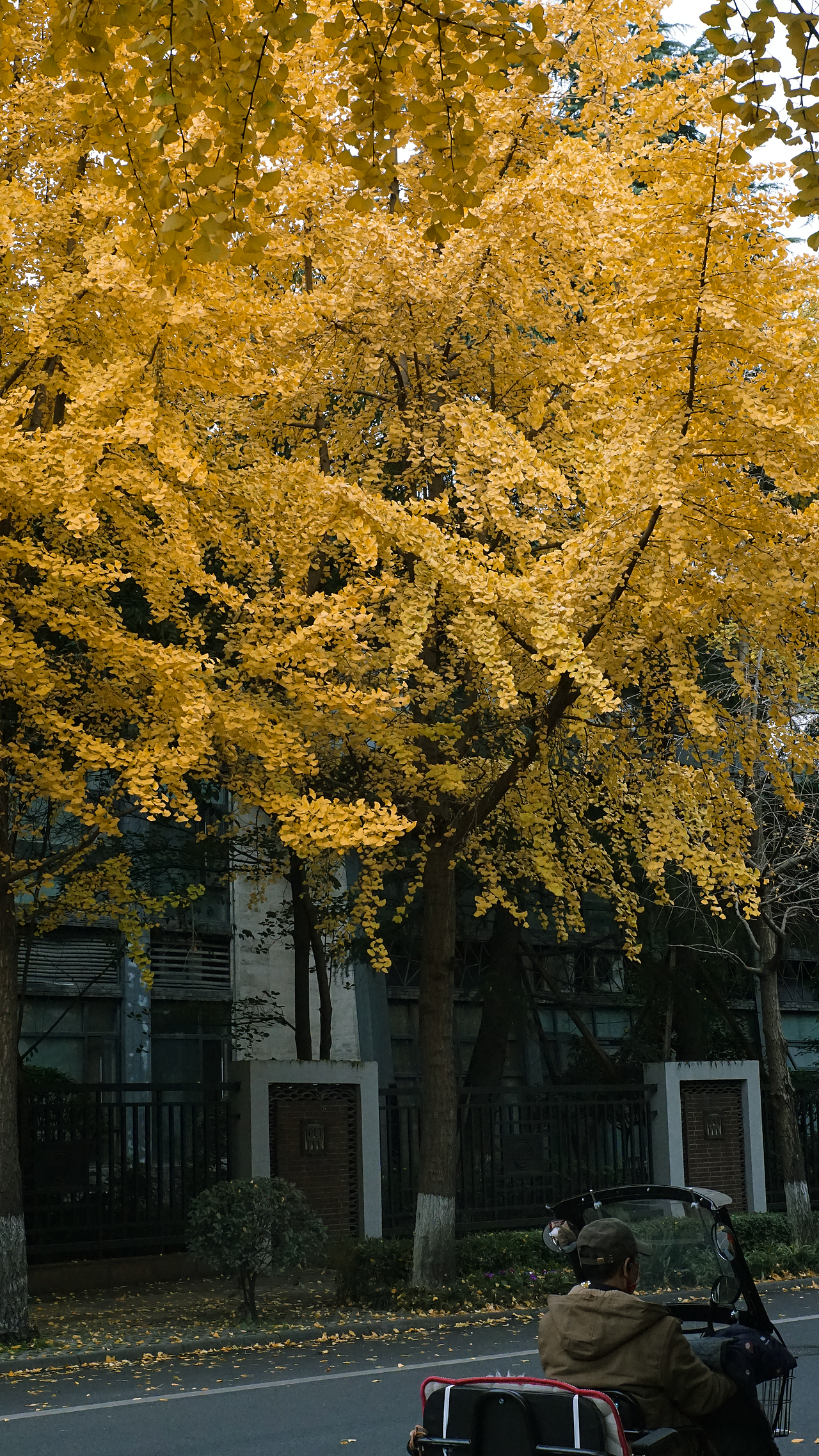 21年冬 成都 浣花溪 川大 银杏