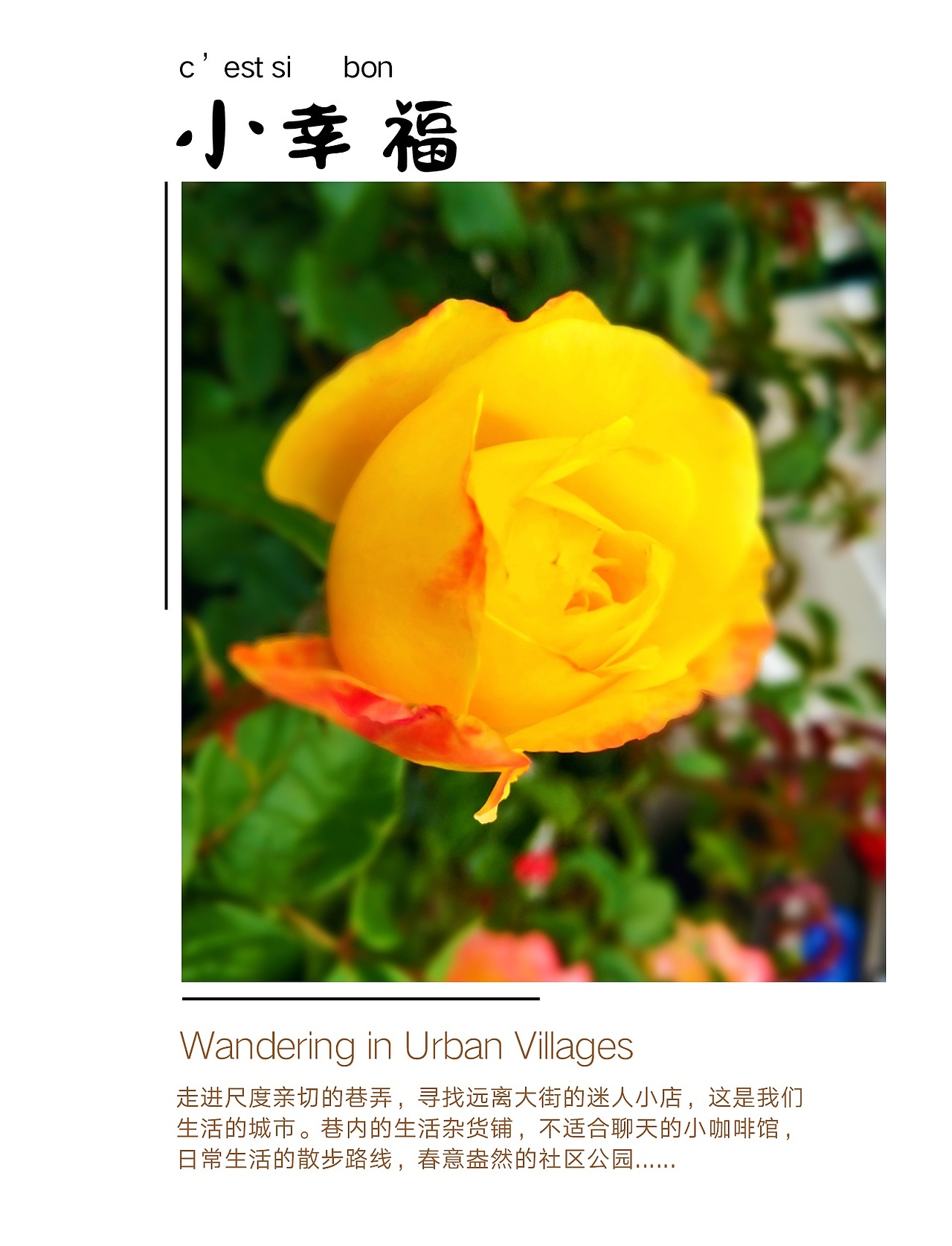 花（图ZMTY4MTg3Nzg0） - 风光摄影 - 站酷设计师LVKelvin原创素材 - 站酷ZCOOL