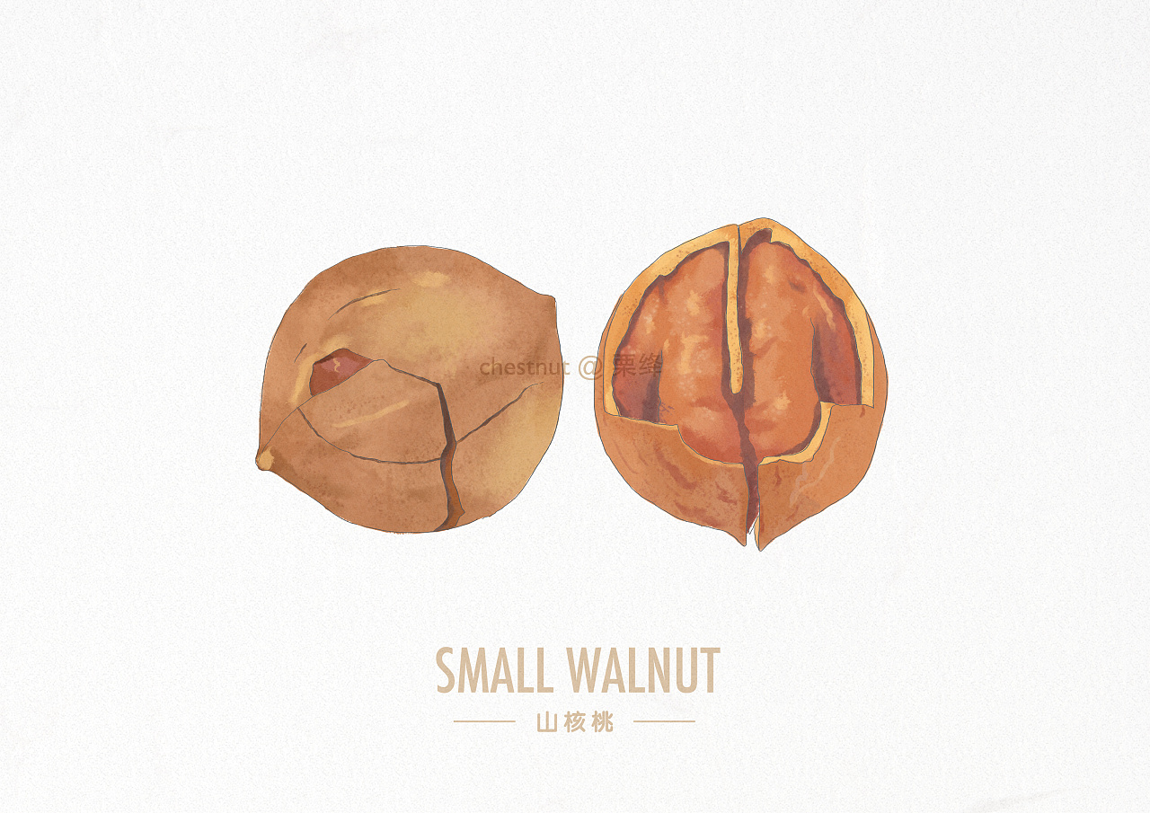 手绘水彩风格坚果一组