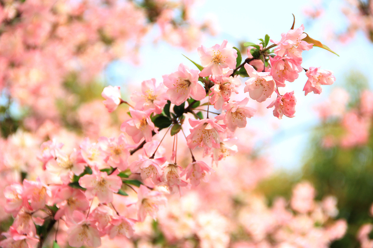 樱花（图ZMjczMTg5ODQ=） - 风光摄影 - 站酷设计师zora慧原创素材 - 站酷ZCOOL