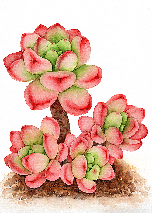 手绘水彩多肉植物（图ZMTMzMjc5ODM2） - 创作习作 - 站酷设计师董搞搞原创素材 - 站酷ZCOOL