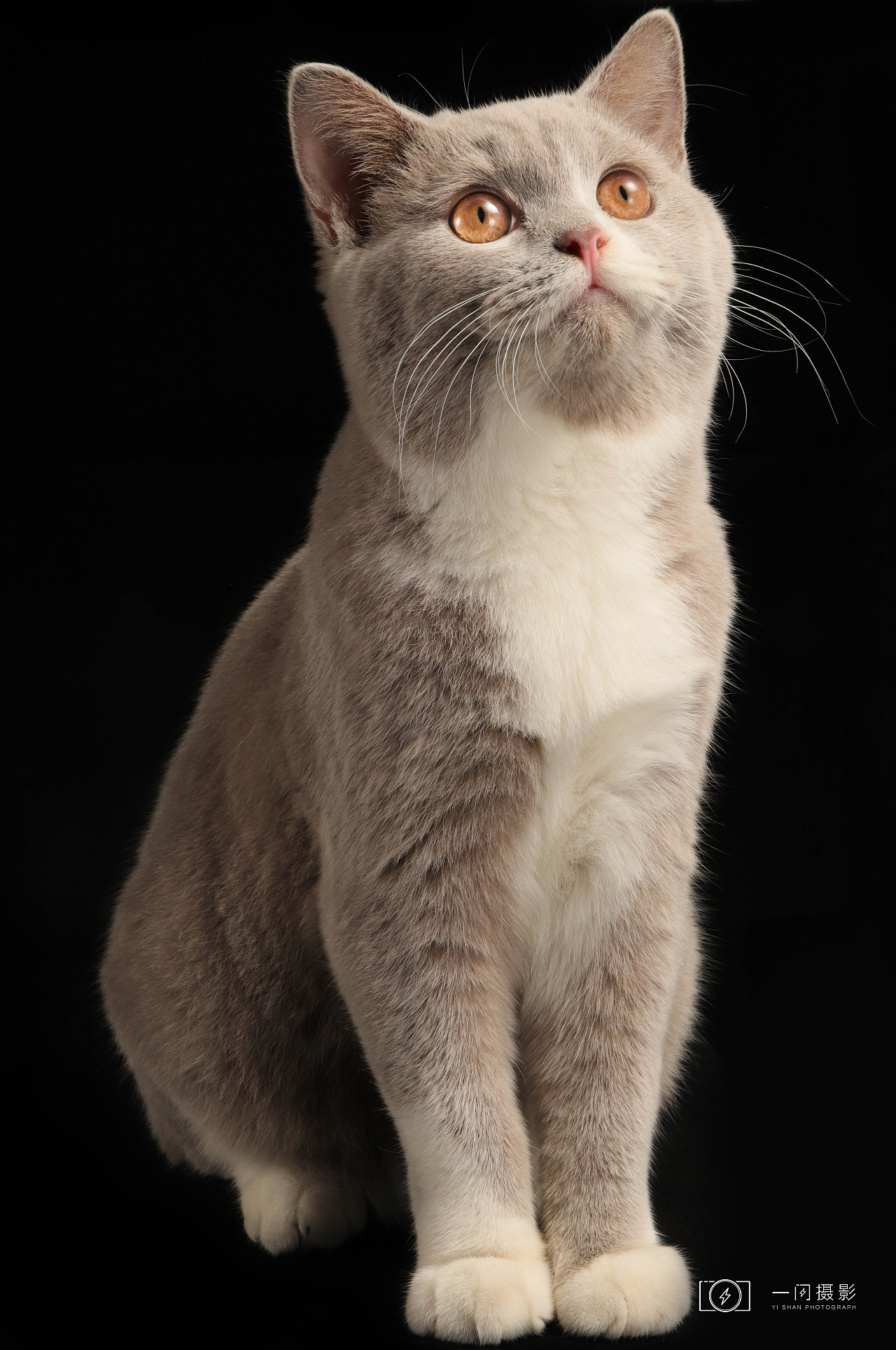 英国长毛猫|摄影|宠物摄影|AMYWORKS赛猫摄影 - 原创作品 - 站酷 (ZCOOL)