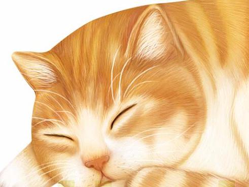 猫插画
