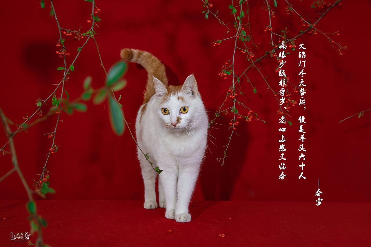 宠物摄影-春（猫咪）（图ZMTQxNTA4MjI0） - 宠物摄影 - 站酷设计师LUCKY宠物摄影原创素材 - 站酷ZCOOL