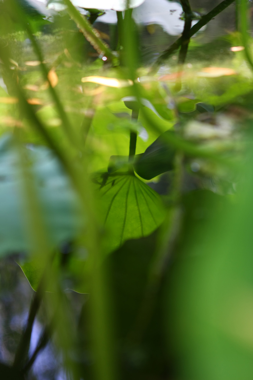 2011_06_25荷花/圆明园