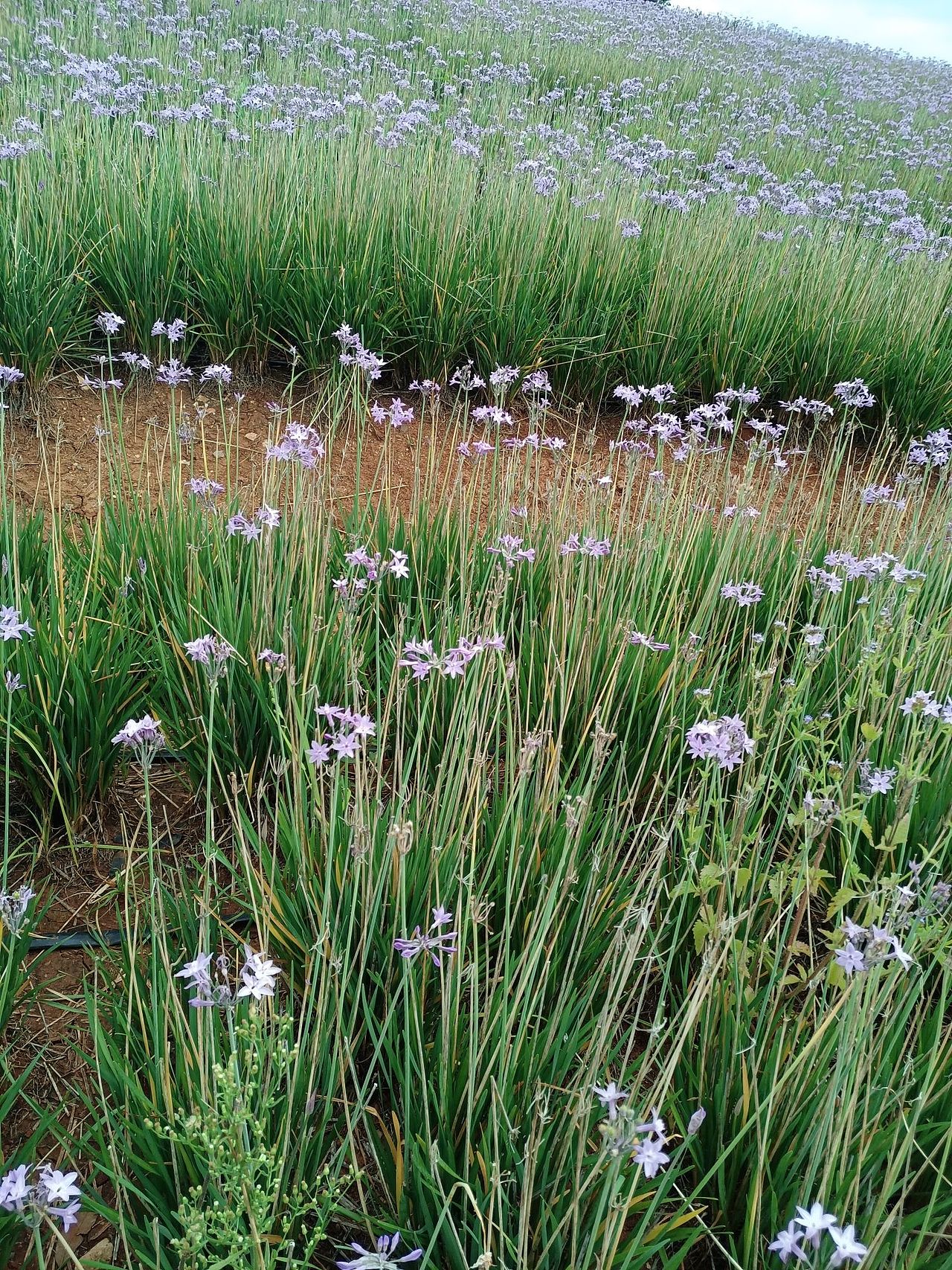 弥勒出行东风韵精品相片