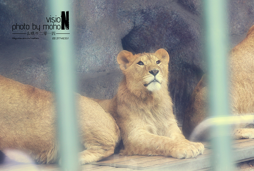 【2014游】猫眼看青岛