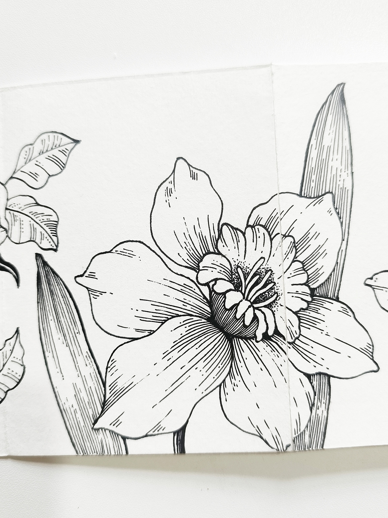线描花卉,花园里面有什么?