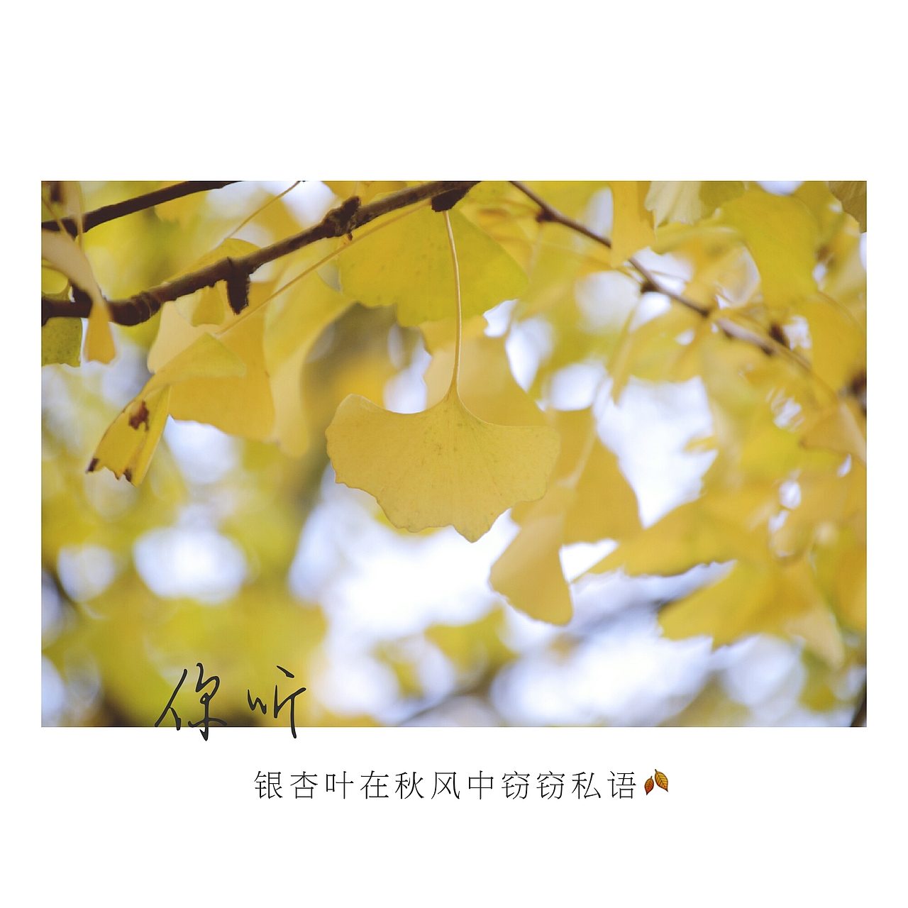银杏（图ZOTgxNzUxODg=） - 风光摄影 - 站酷设计师爱摄影的五花肉原创素材 - 站酷ZCOOL