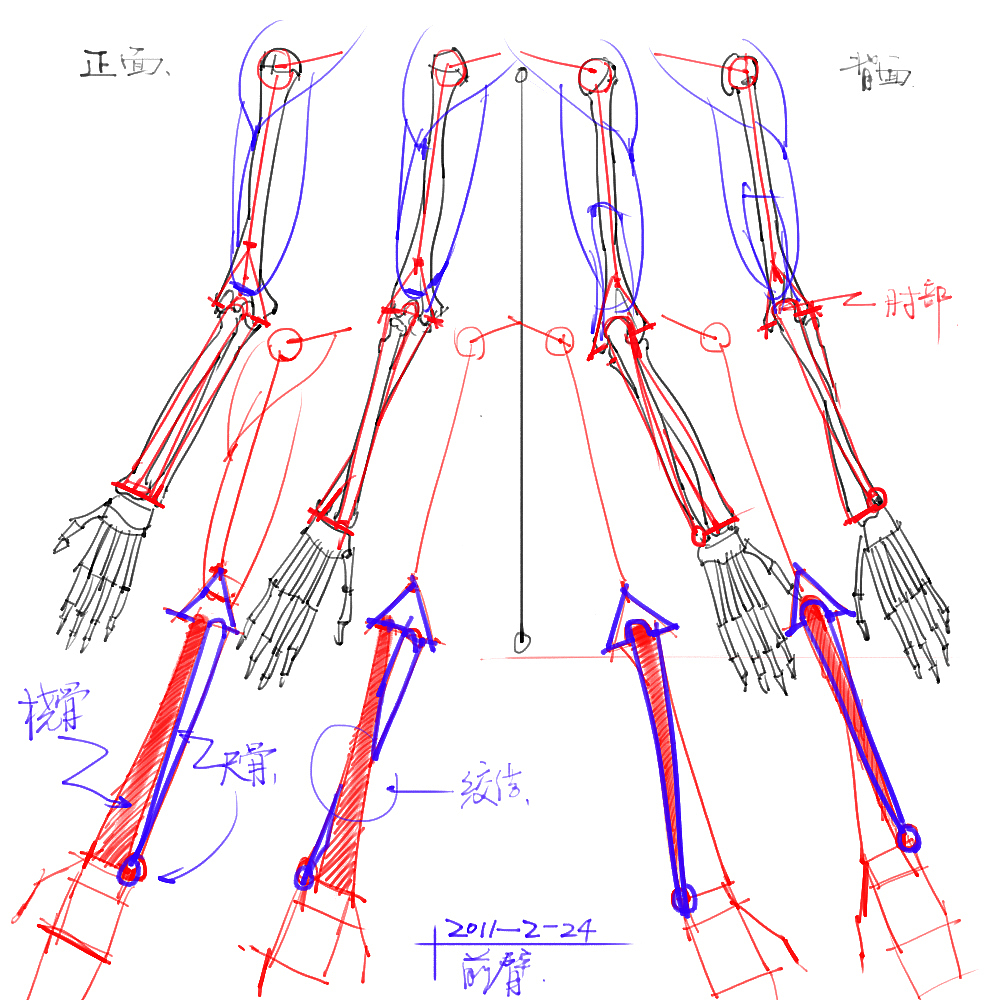 「素材」分享一波绘画专用人体解剖素材 part 05