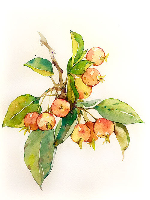 一些水彩植物（图ZMzM3NzUwNjg=） - 创作习作 - 站酷设计师一点张原创素材 - 站酷ZCOOL