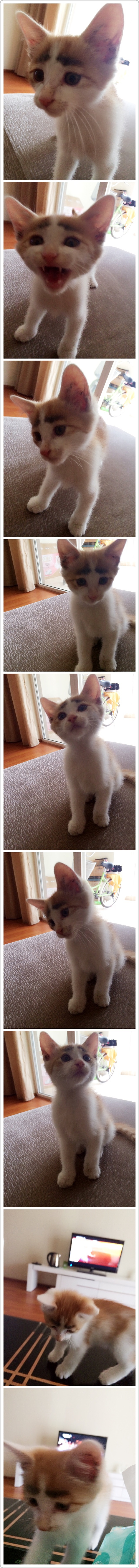 七爷是一只叫七夕的猫（图ZMjU3ODI5OTI=） - 宠物摄影 - 站酷设计师小野妹子天天作原创素材 - 站酷ZCOOL