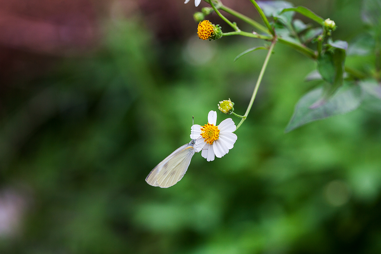 抓蜂捕蝶（图ZMzU3NzUxNTY=） - 风光摄影 - 站酷设计师野蛮驴友原创素材 - 站酷ZCOOL