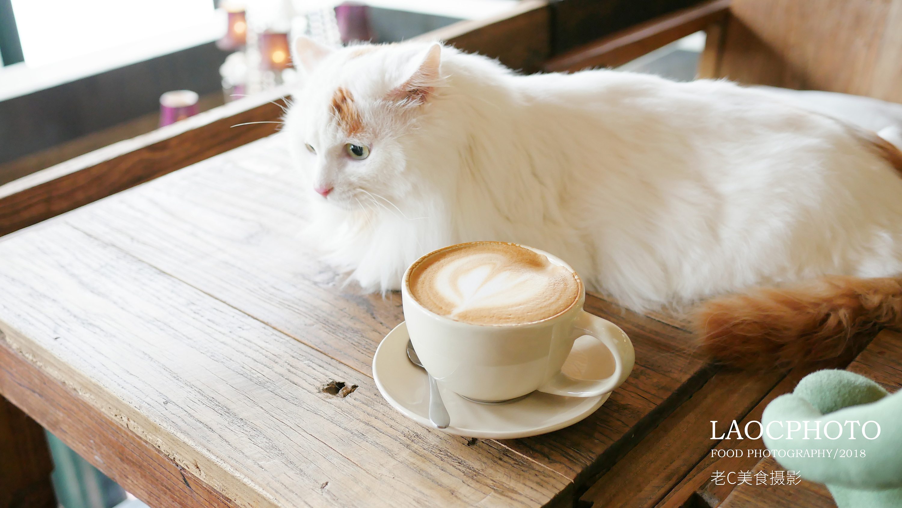 土耳其梵猫和咖啡|摄影|动物|老C美食摄影 - 原创作品 - 站酷 (ZCOOL)