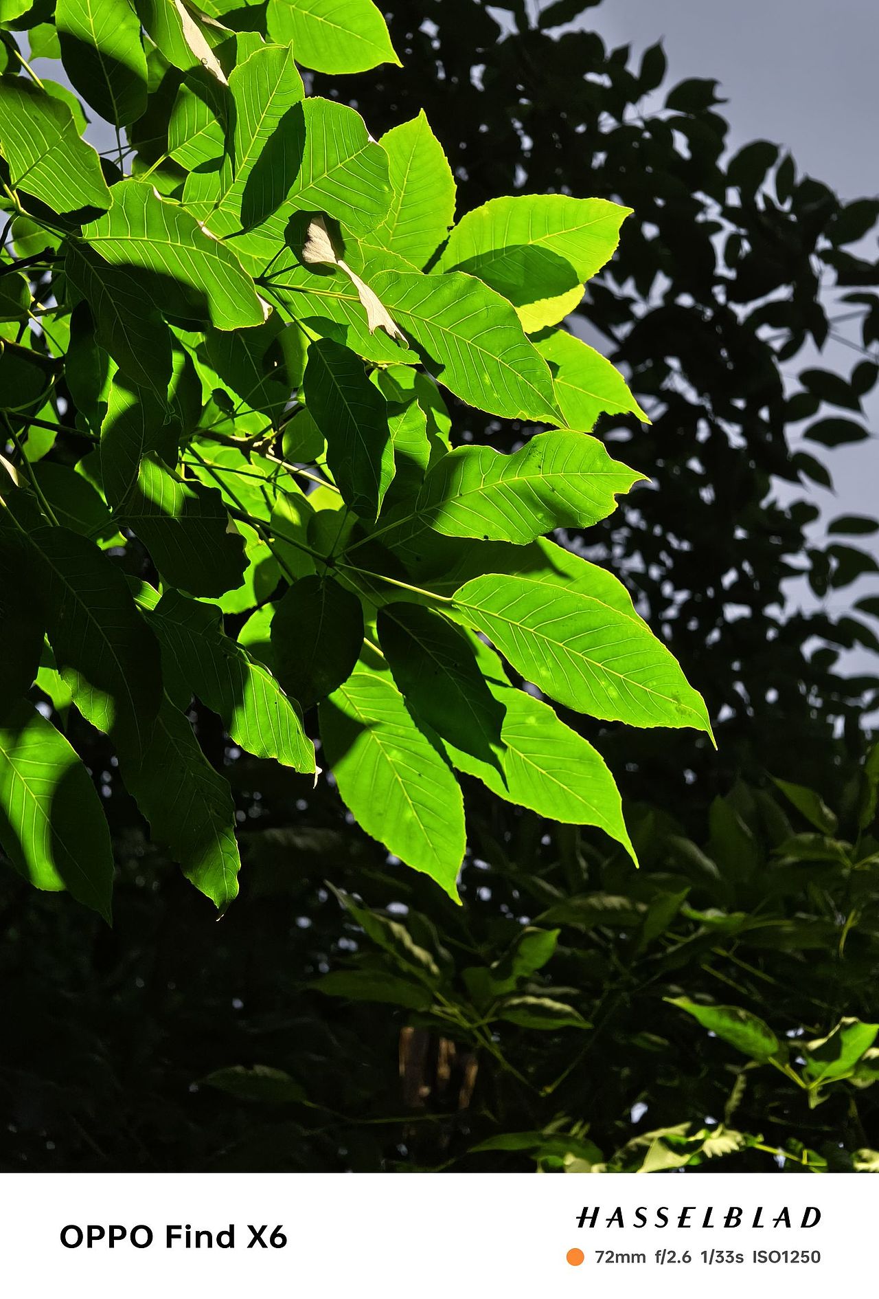 OPPO Find X6 静物照（图ZMzQyNzI2NTA4） - 人文/纪实摄影 - 站酷设计师Aqi阿柒原创素材 - 站酷ZCOOL