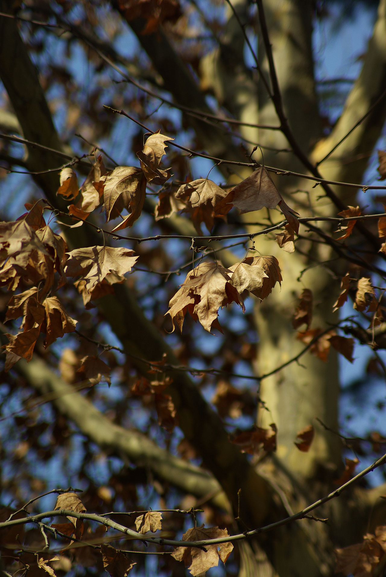 我之所以枯黄只为迎接下一个春天