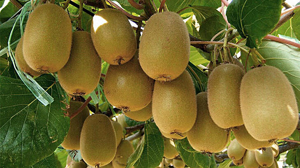 眉县鹏盛达猕猴桃包装设计（果业）水果包装+（图ZMTIwNTIwNTA0） - 品牌 - 站酷设计师吉祥品牌设计原创素材 - 站酷ZCOOL