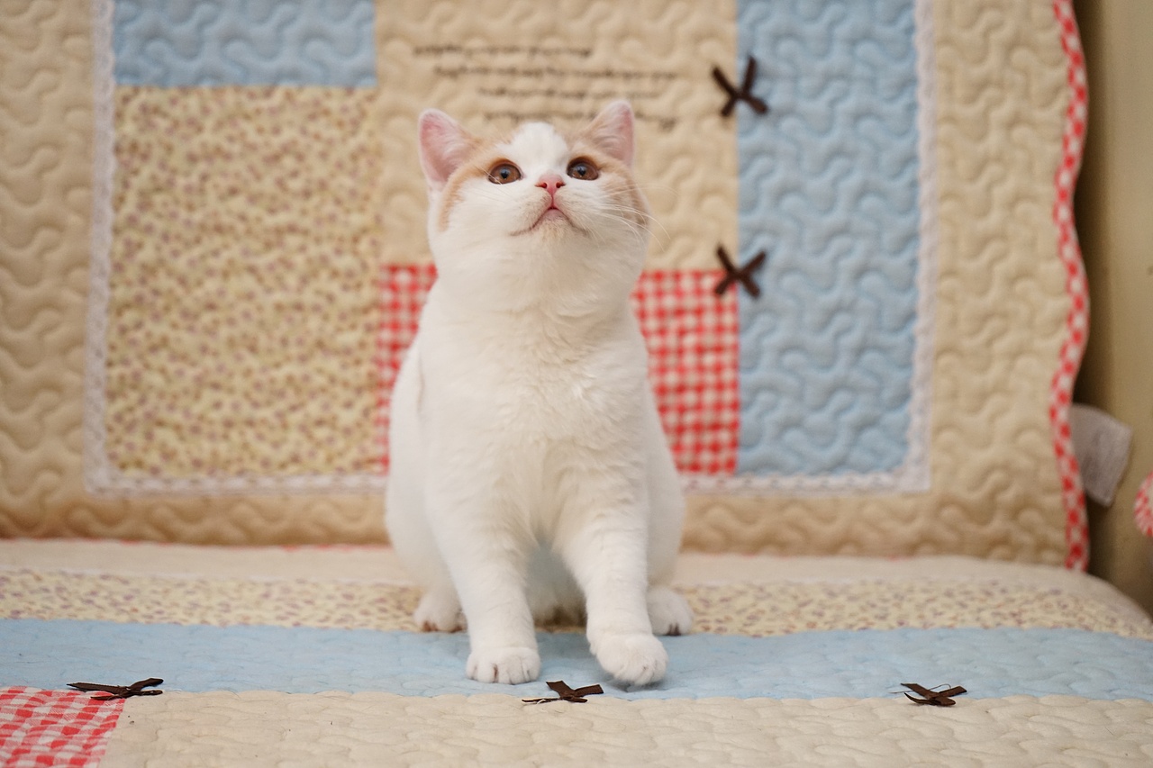 乳白色-英国短毛猫-高清照片