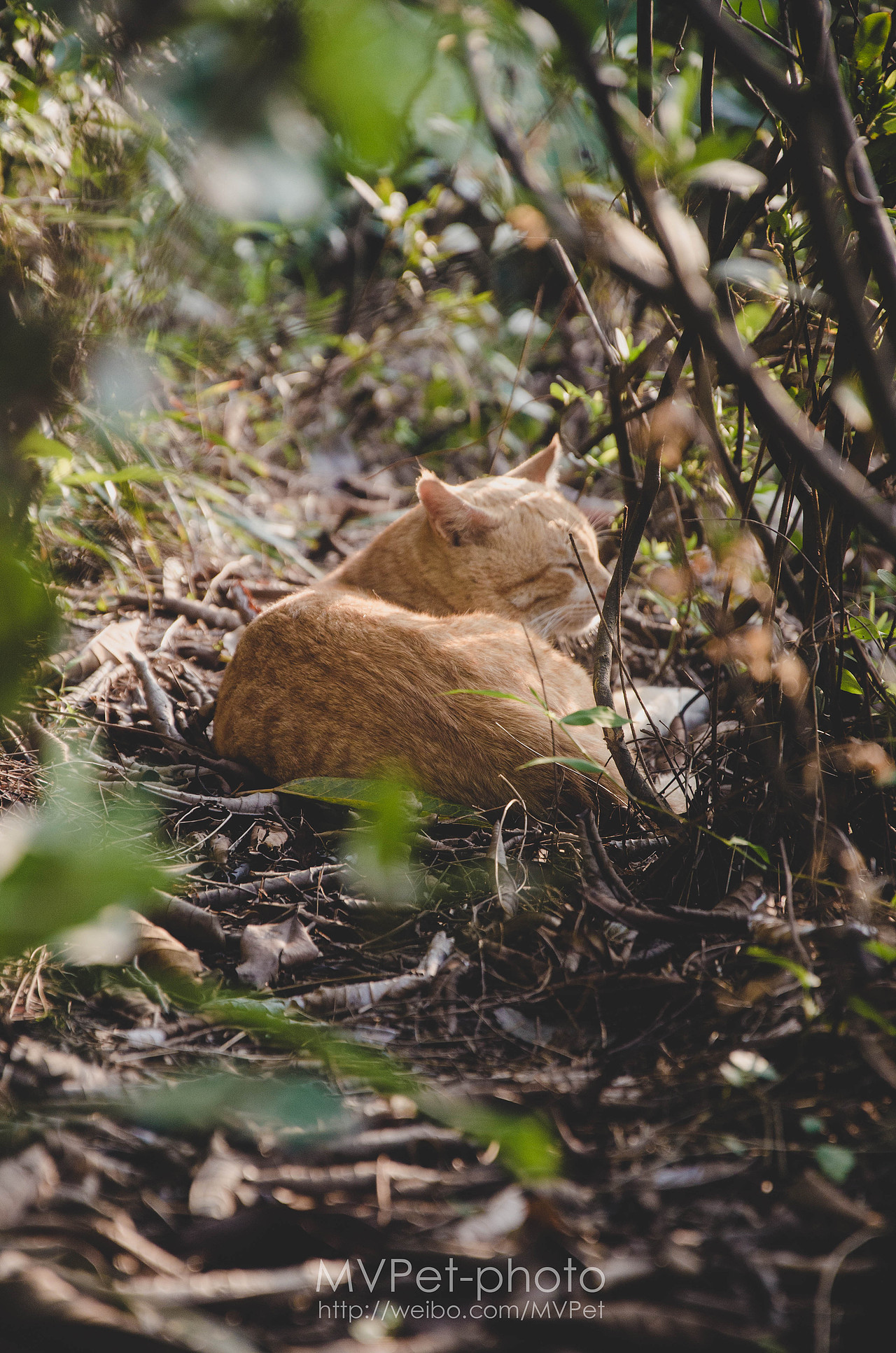 深圳发现“华南虎”--记一只流浪猫--MVPet深圳宠物摄影