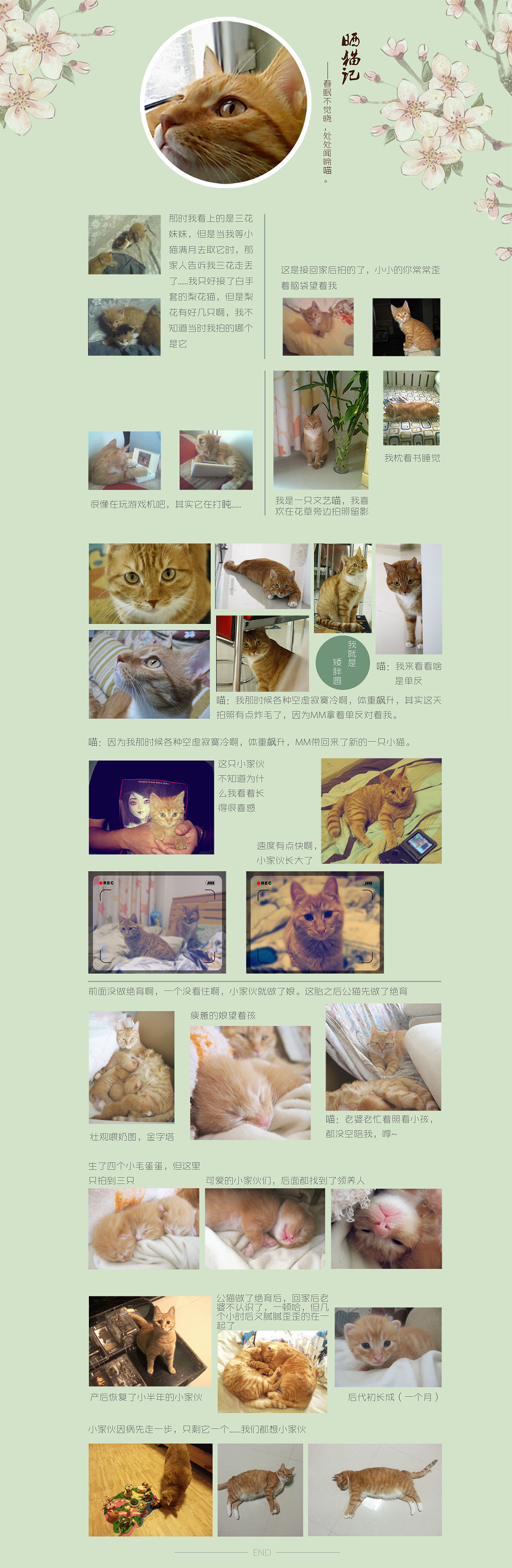 晒猫记（图ZMjYwNjkwNjQ=） - 其他 - 站酷设计师迷途猫本尊原创素材 - 站酷ZCOOL