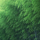 EeeVa_GUO的头像