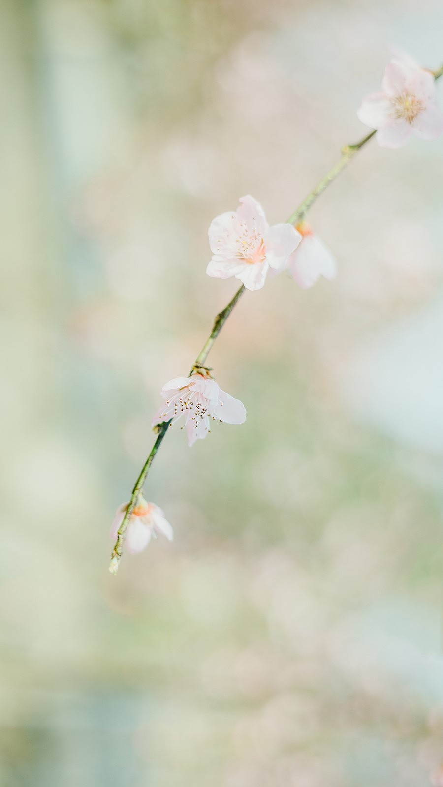 【桃之夭夭，灼灼其华】