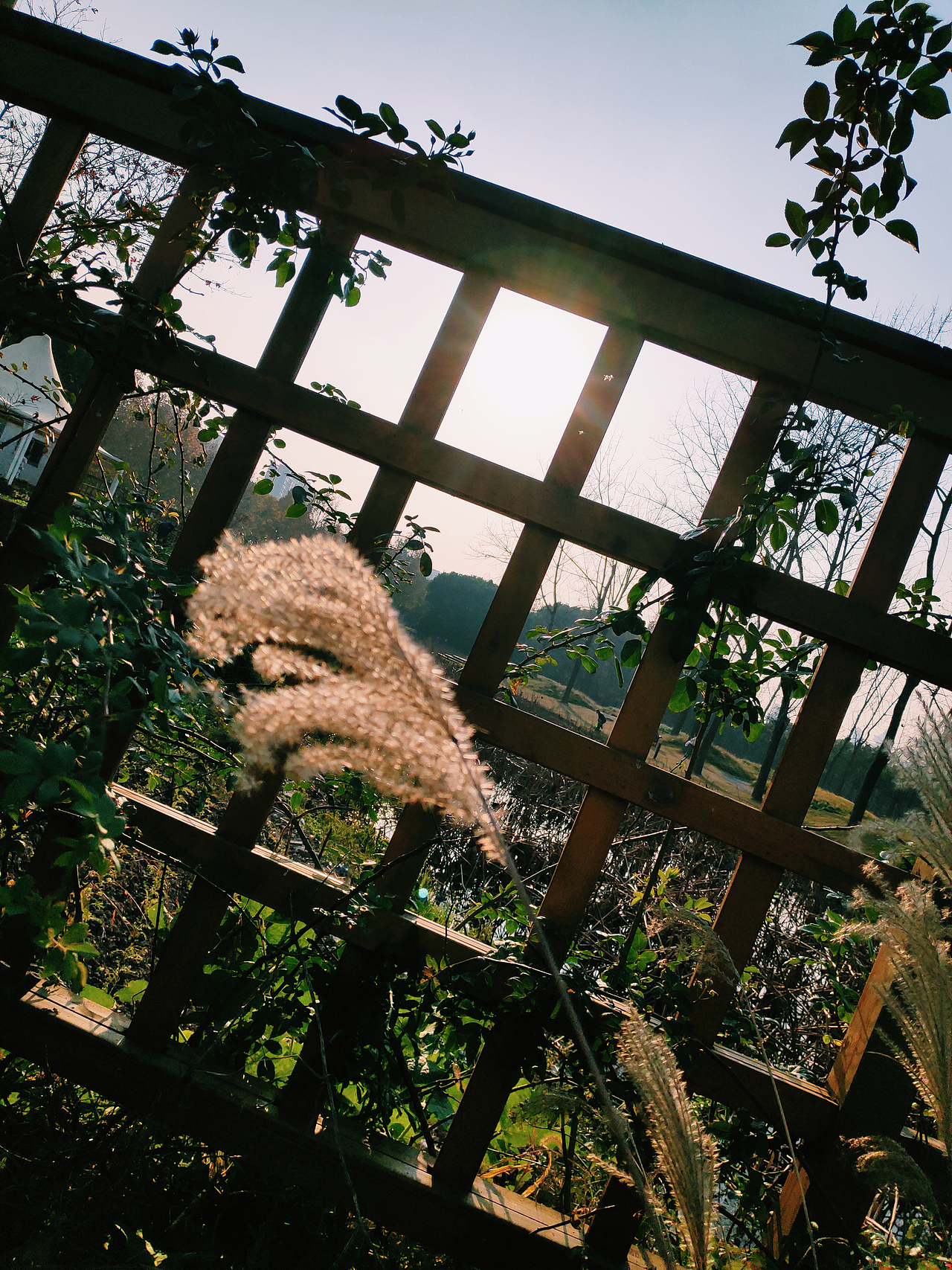 蒹葭苍苍,白露为霜