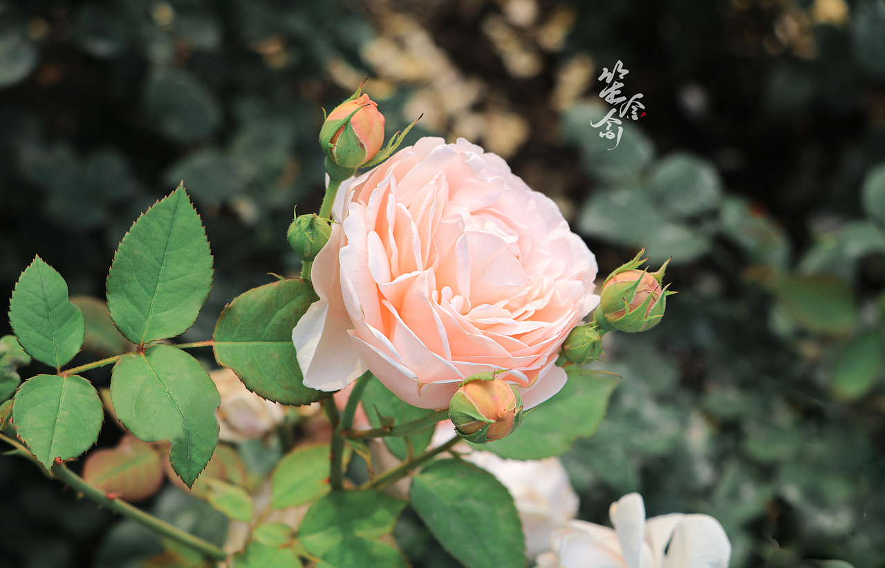 成都‖植物园逛一逛（图ZMjUzOTc2MDg4） - 风光摄影 - 站酷设计师南笙北念Ray原创素材 - 站酷ZCOOL