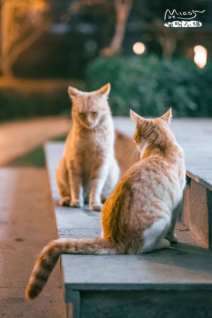 “错没?”,“错了...”;
<br>“错哪了?”,“没有按时回家...”。