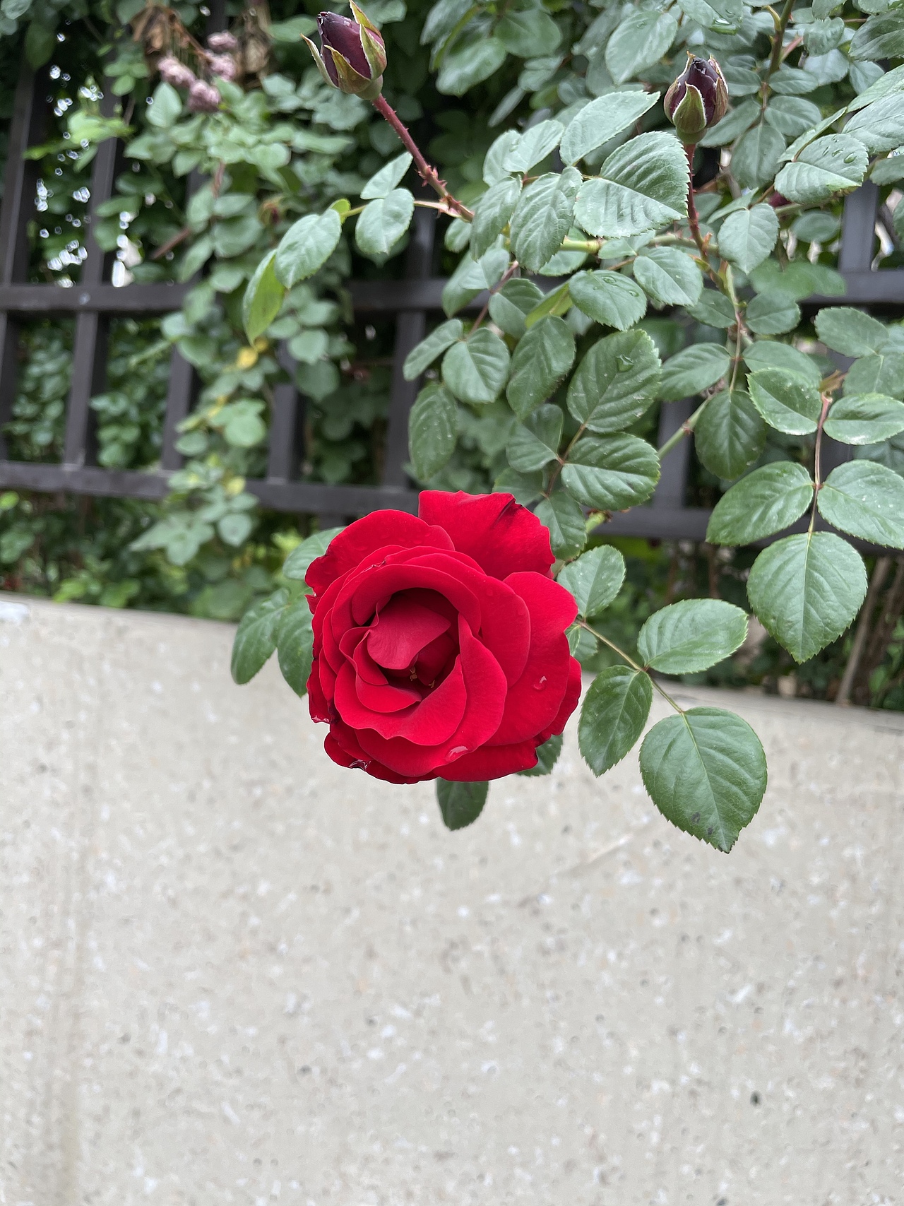 手机摄影——蔷薇