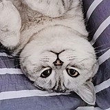 胡释宸的头像