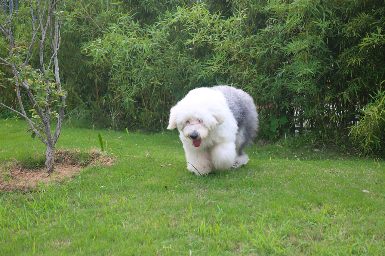 他五岁了（图ZNjUwMjM5NDQ=） - 宠物摄影 - 站酷设计师芥末小E原创素材 - 站酷ZCOOL