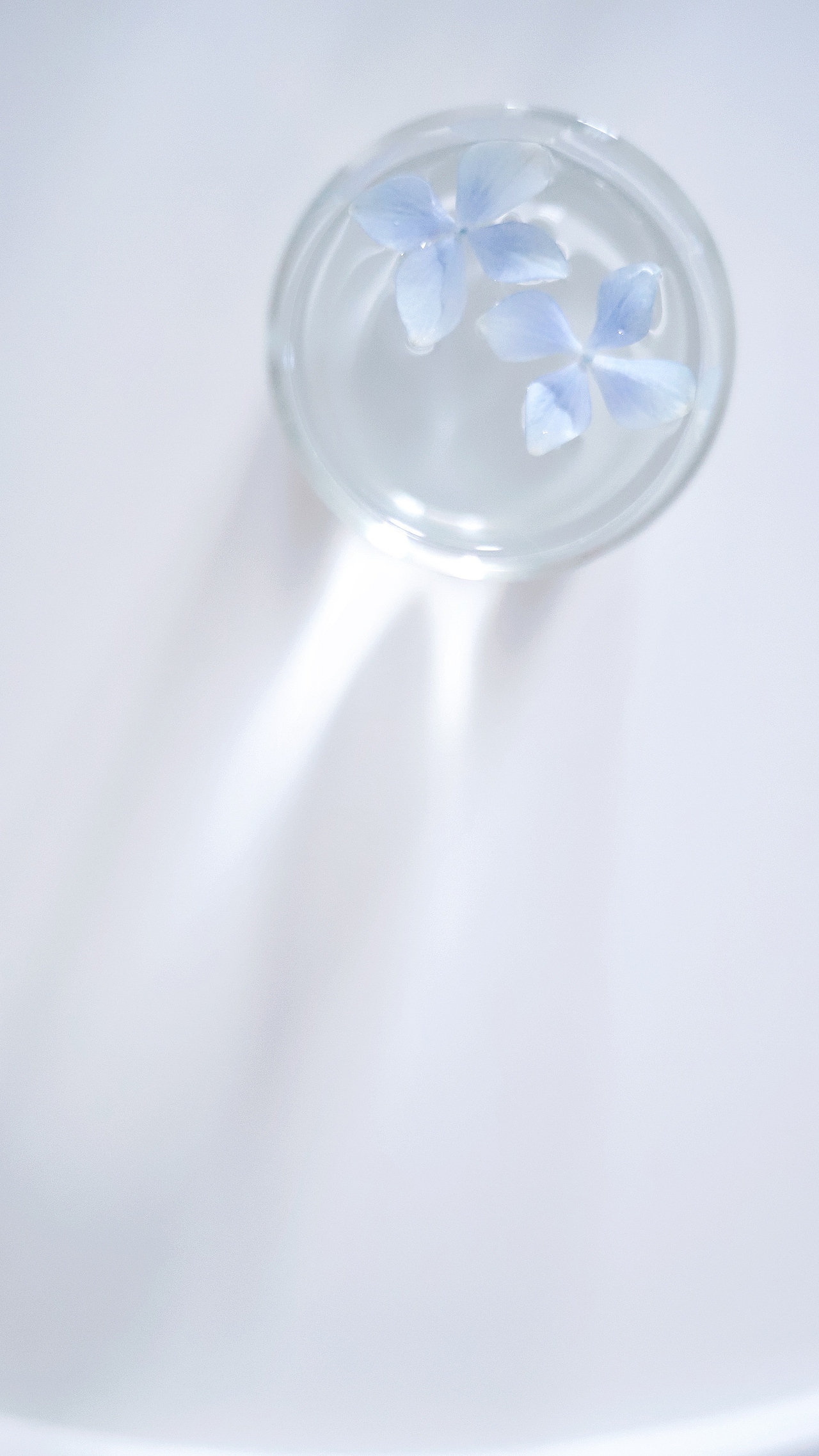 #一周花事#生活山高水阔，我们各自坚守（图ZMjAzODE4NzY0） - 产品摄影 - 站酷设计师吴所畏_原创素材 - 站酷ZCOOL