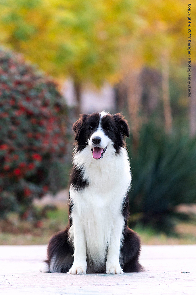 边牧，宠物摄影