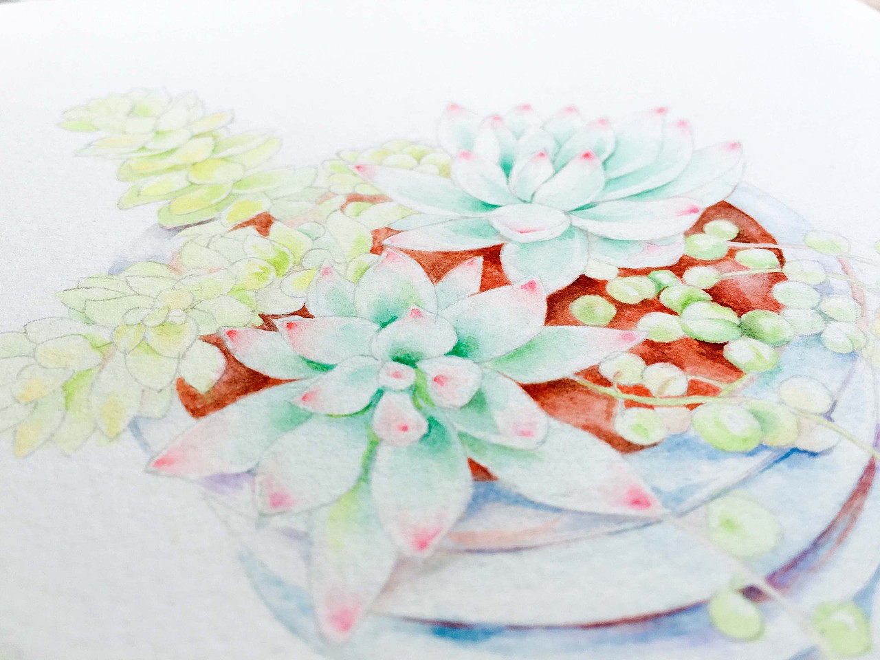 多肉（图ZODE3MzkwNjQ=） - 创作习作 - 站酷设计师伊末原创素材 - 站酷ZCOOL